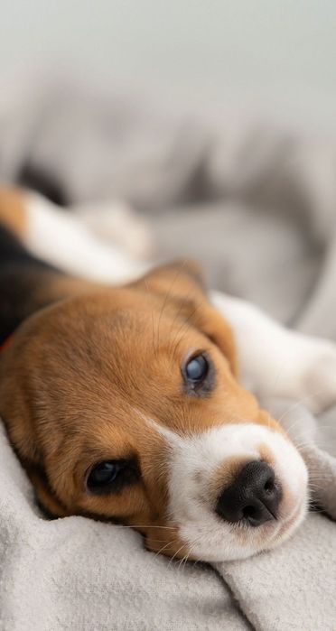 Бигль девочки мальчики