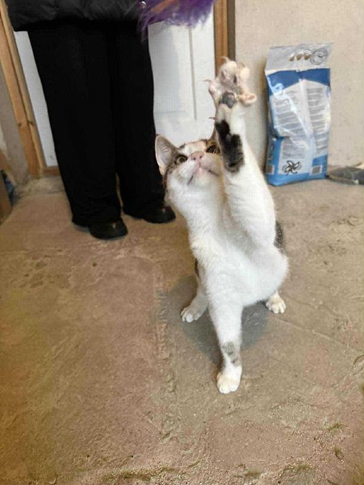 Laruś młody kocurek do adopcji