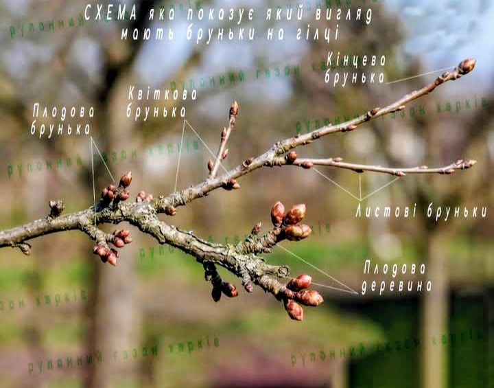 Обрізка Дерев,Кущів,Обприскування  Рослин,Аэрация-Газону,Покос. Догляд