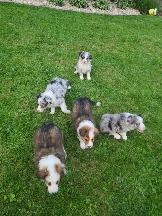 Border collie Blue merle