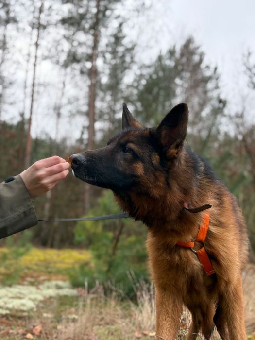 Owczarek niemiecki Krypto szuka domu ze schroniska