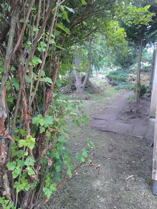 Działka ROD ul. Kasprzaka w Gorzowie