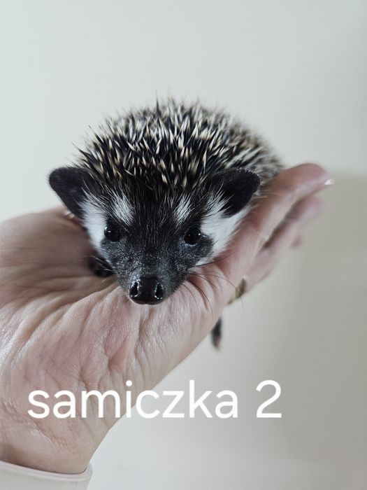 Jez pigmejski jez afrykański