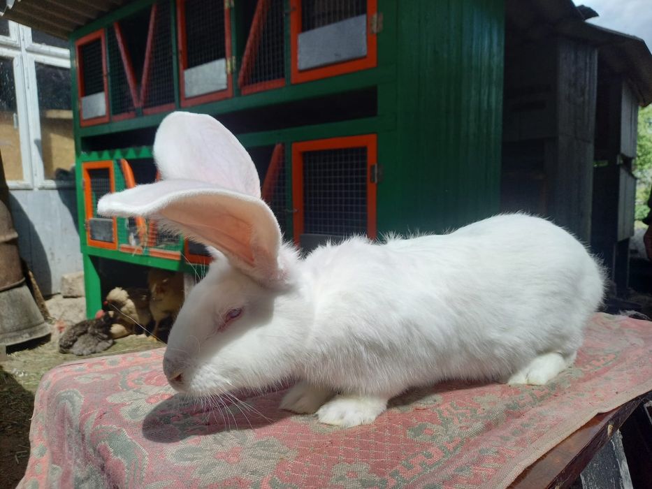 Європейська шиншила,білий велікан,фландер