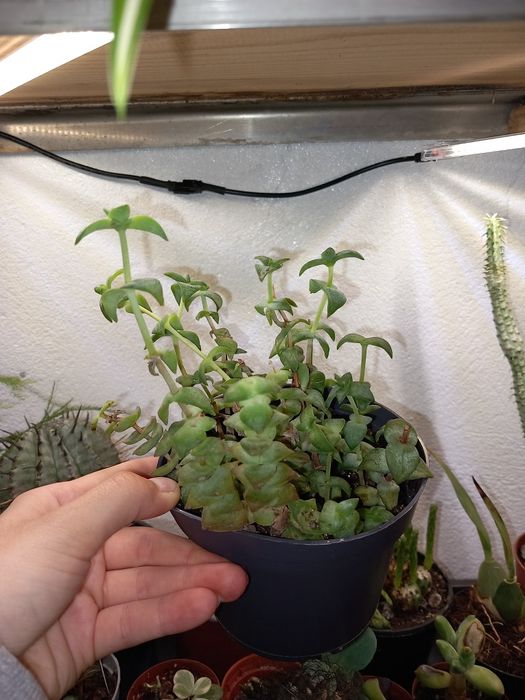 Vendo varias suculentas