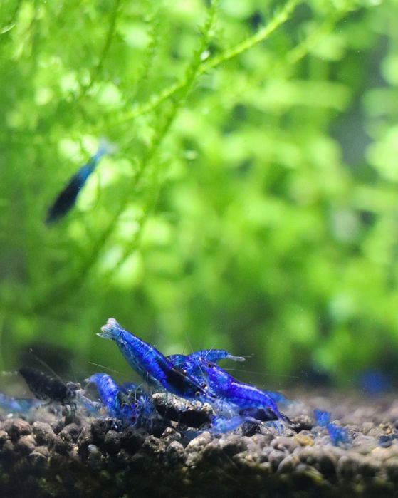 Plantas de aquário e Camarões