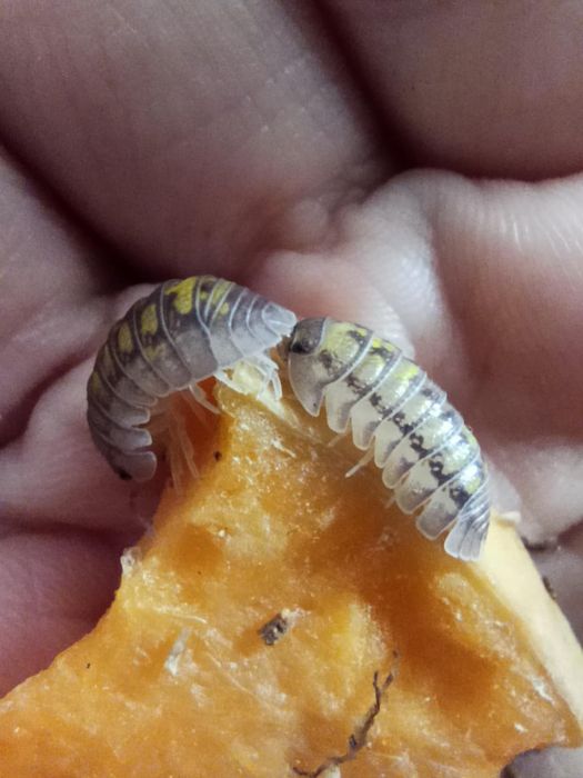 Armadillidium Granulatum mix 10x