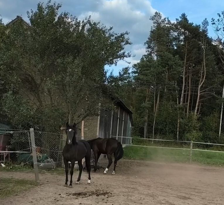 Śląski-Hucuł Śliczna klacz