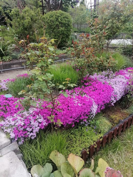 Rodzinny Ogród Działkowy ROD w centrum Bartoszyce