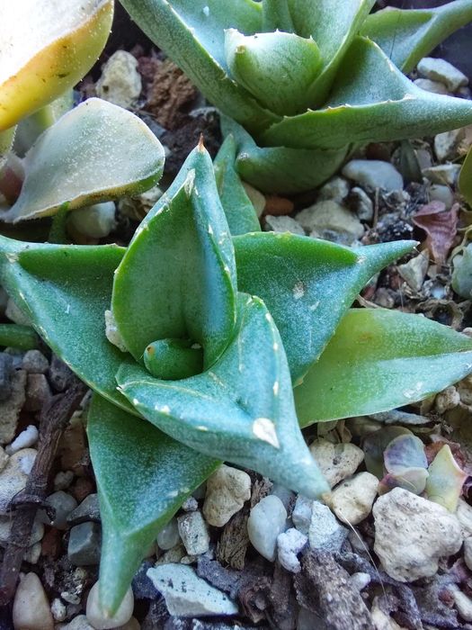 Agave pumila агава