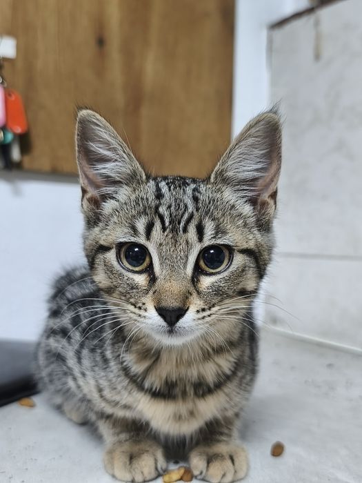 Adoção gato macho
