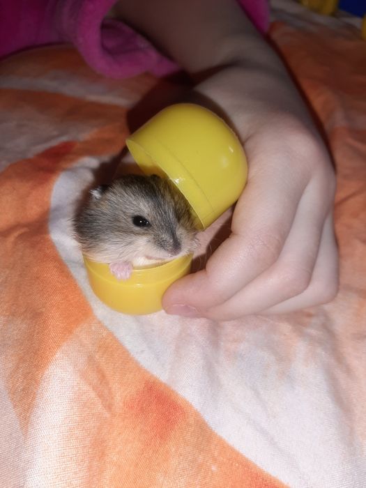 Хомячок джунгарик