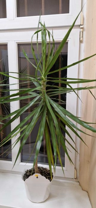 Dracena kwiat ok 120 -130 cm wysoka