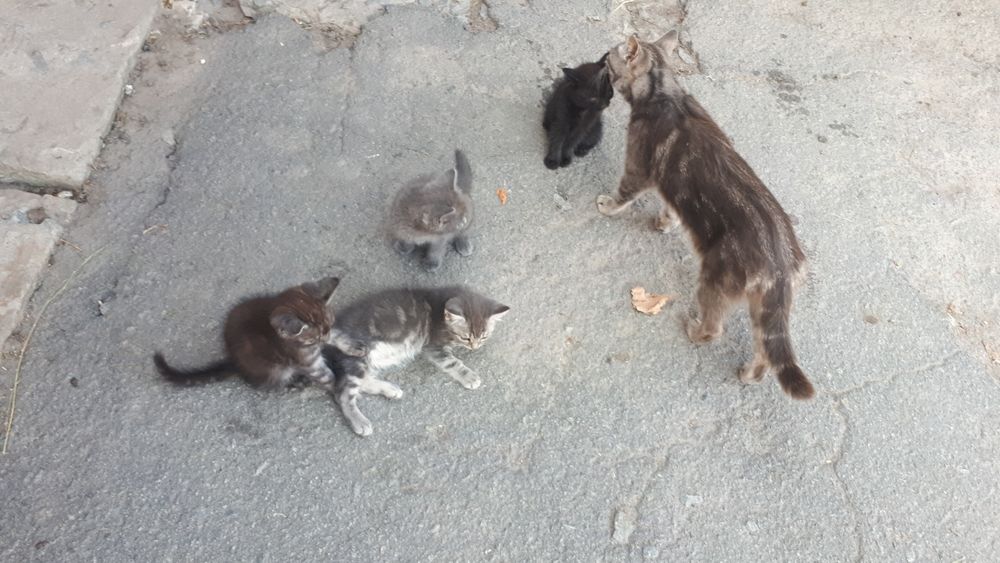 Віддам котиків в добрі руки