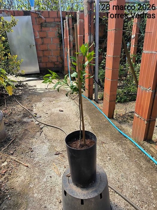 Tangerina Dekopon ou Shiranui Enxertada a florescer