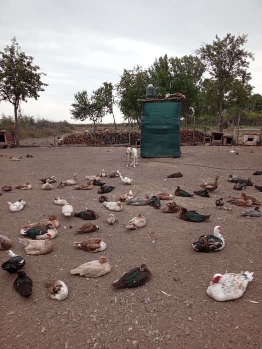 Продам уток разных возрастов