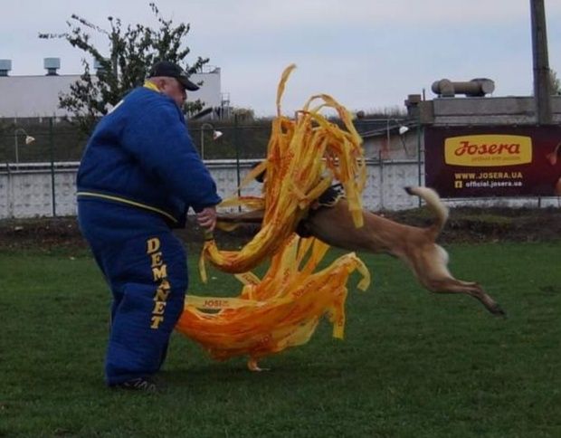 Охрана Защита Послушание Дрессировка собак Киев Кинолог инструктор ...