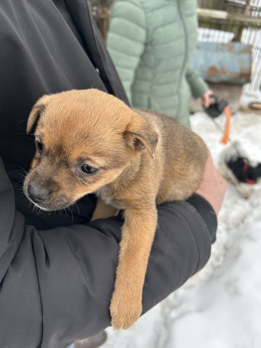 Szczenięta szukają nowych domów! Za darmo.