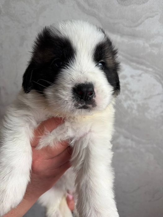 Цуценята московської сторожової