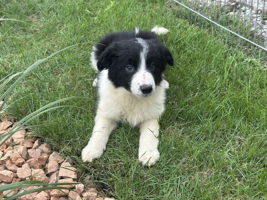 Wyjątkowa suczka border collie czarno biała