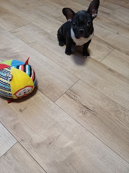 Buldog Francuski suczka