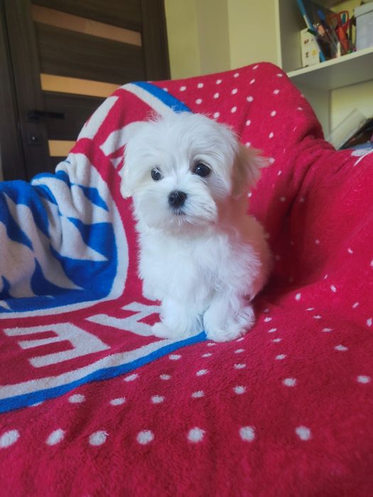 Найкращий Хлопчик. Документи КСУ