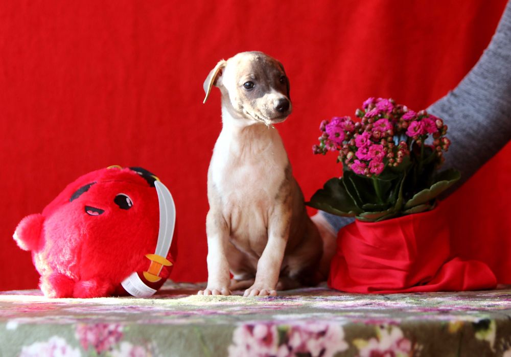 Whippet Chart angielski ZKwP/FCI niezwykłej urody piesek SID