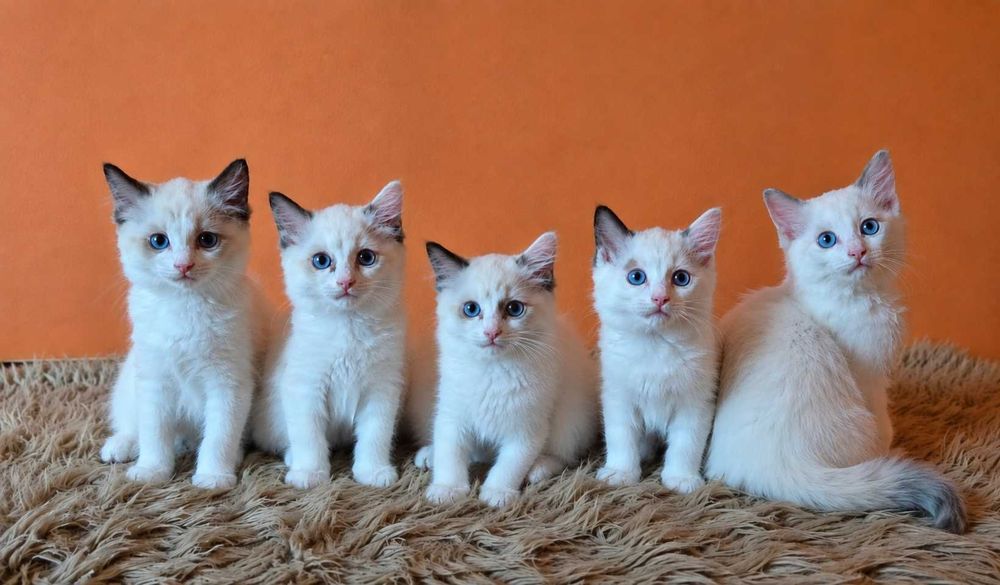 Ragdoll piękne kocięta z rodowodem