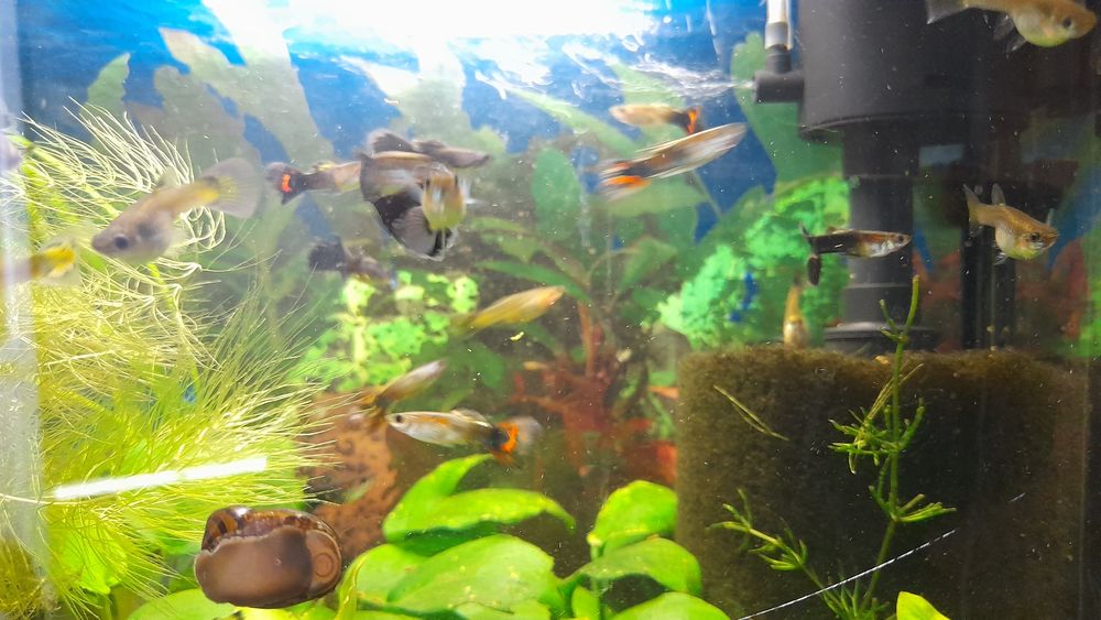 Аквариумные рыбки  гуппи