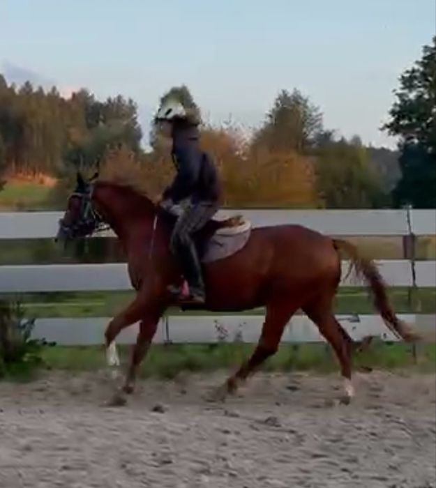 Zajezdzony 3,5 letni walach  Zangersheide filmy na watsapa