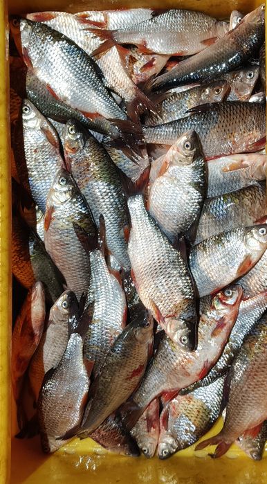 Świeżą Płoć Ryba