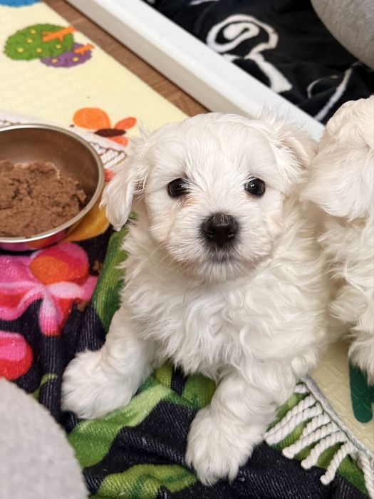 Мальтійська болонка