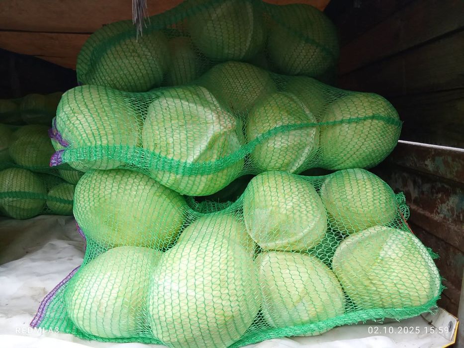 Капуста агресор , тайфун