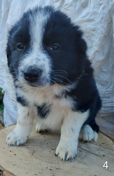 Szczeniak pies border collie