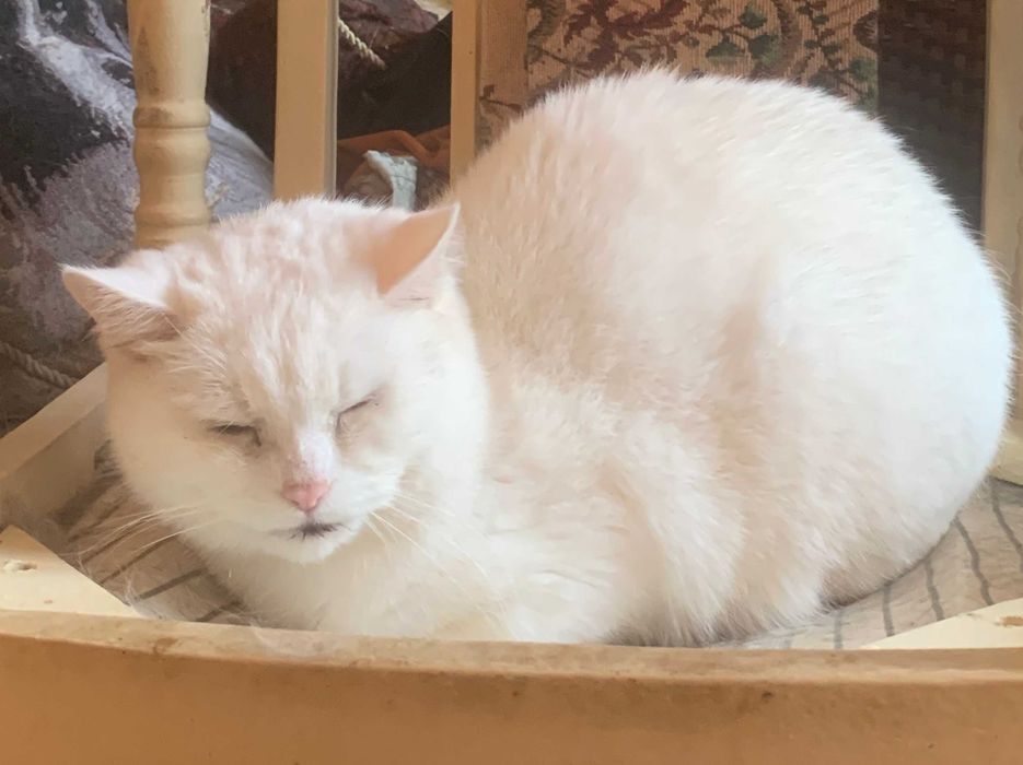 Білі котики в добрі руки