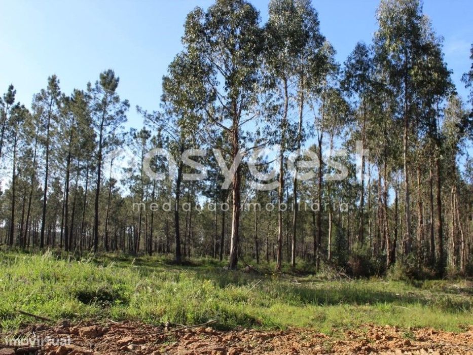 Terrenos com área total de 11080m2 maioritariamente Pinhal