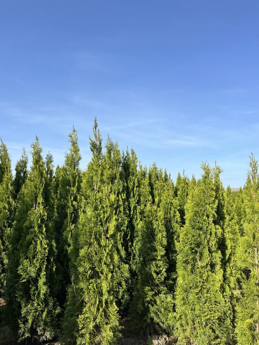 Tuje szmaragd Wojnicz