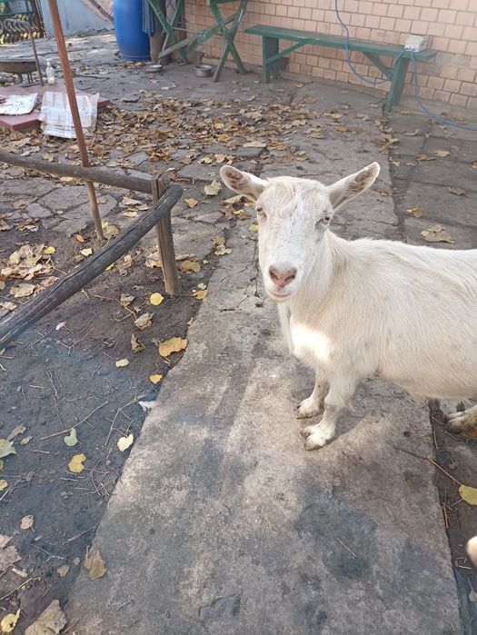 Продам козу.4окоти.