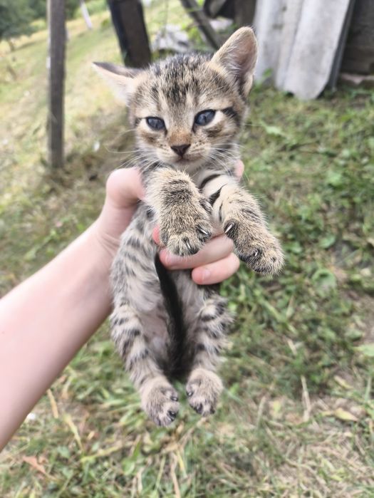Котята девочки, 1.5 месяца