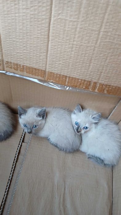 Gatinhos para adoção