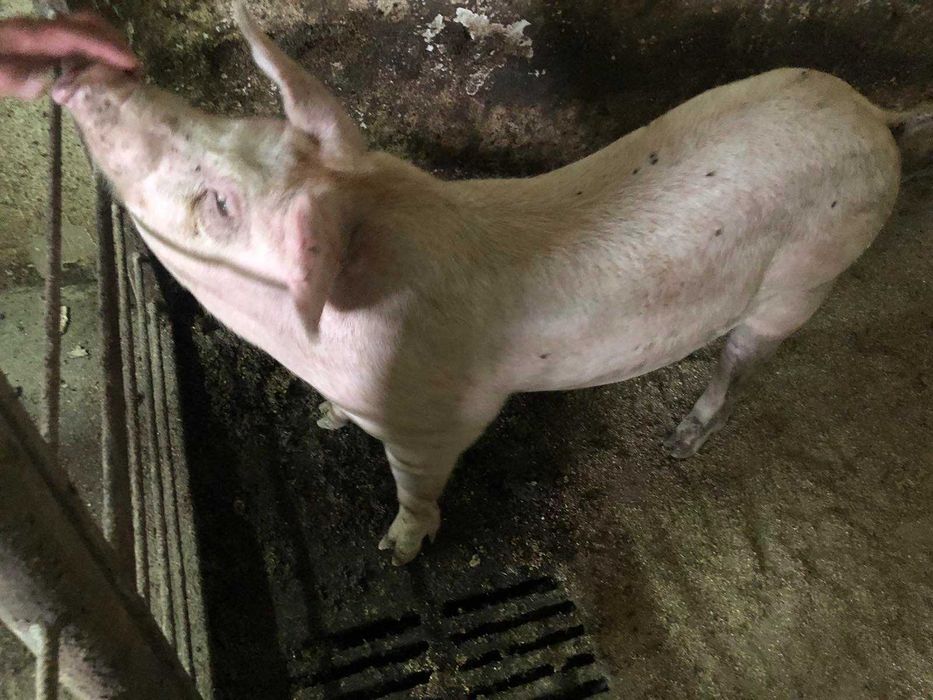 Продам свиней живою вагою 110грн/кг Вага приблизно 150кг