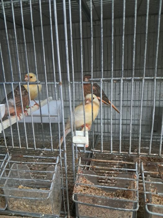 Compro LOTES  de canarios