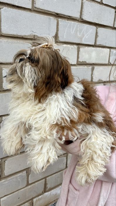 Продам хлопчиків ши-тцу