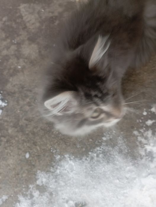 Котик-муркотик  в добрі руки