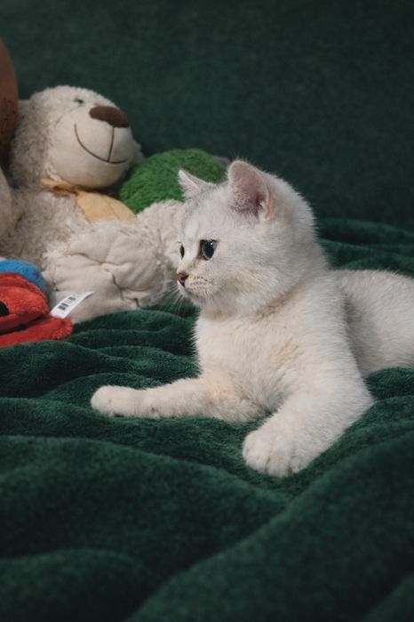 maluszek o jasnym luksusowym umaszczeniu.