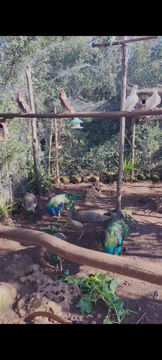 Pavões e pavoas adultas