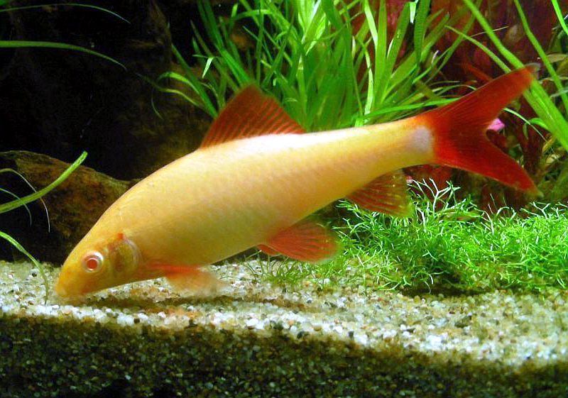 GB Labeo Albinos, Grubowarg Albinos