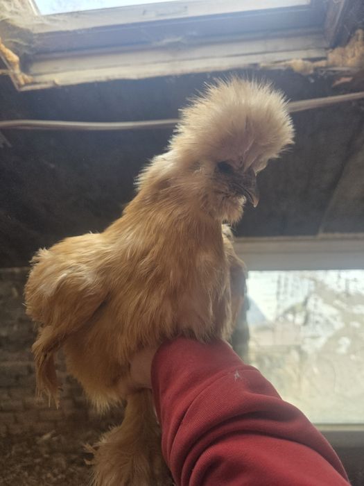 Kury rosy kury silki kury araukany naturalne ekologiczne kury