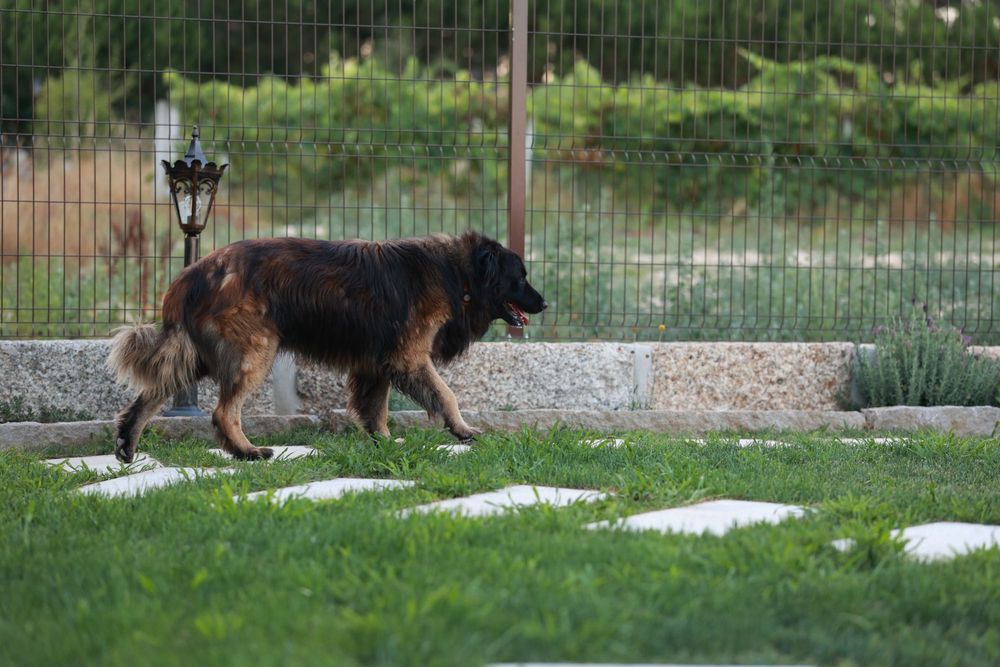 Cachorro (a) Serra da Estrela