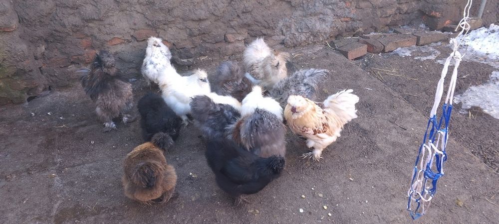 Jaja lęgowe od kurek Silek USA